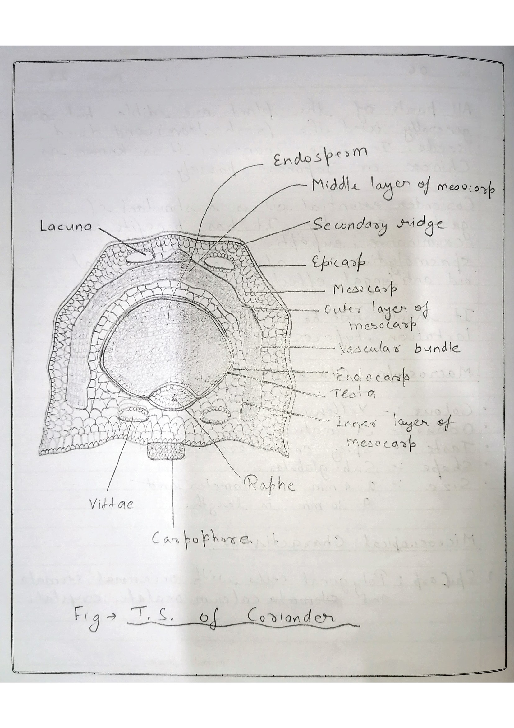 Pharmacognosy Practical